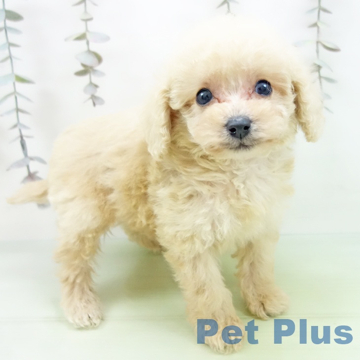 愛知県のトイプードル(トイ) (ペットプラス 豊田店/2025年10月1日生まれ/男の子/クリーム)の子犬の1枚目の画像