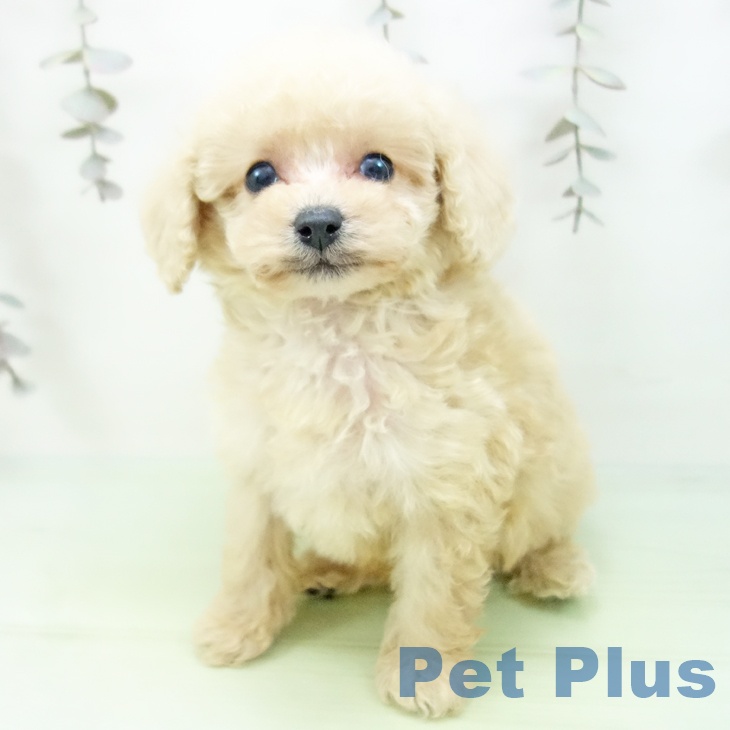 愛知県のトイプードル(トイ) (ペットプラス 豊田店/2025年10月1日生まれ/男の子/クリーム)の子犬の2枚目の画像