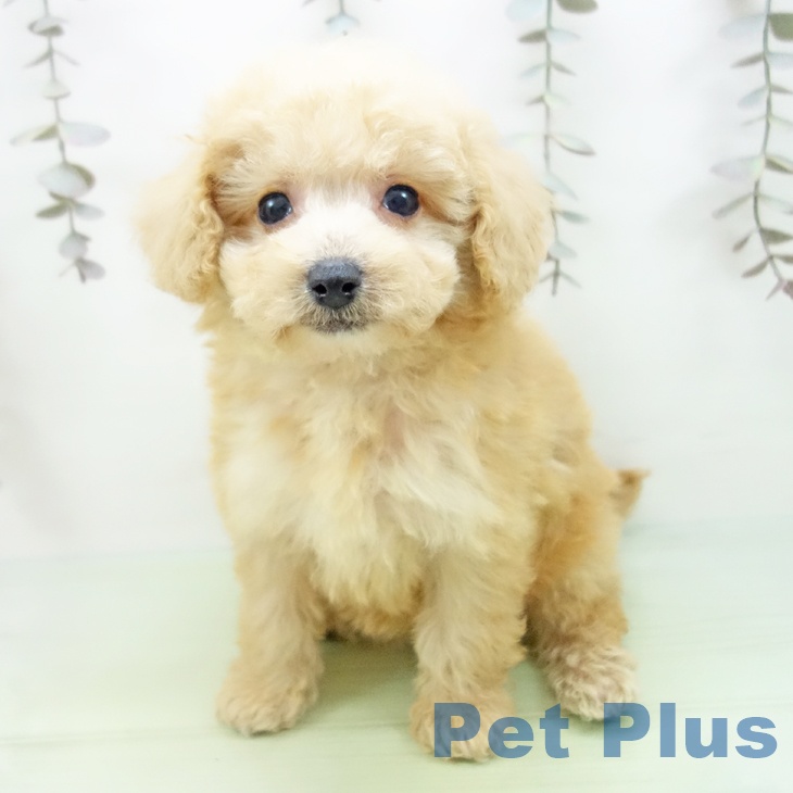 愛知県のトイプードル(トイ) (ペットプラス 岡崎店/2025年10月1日生まれ/女の子/クリーム)の子犬の2枚目の画像