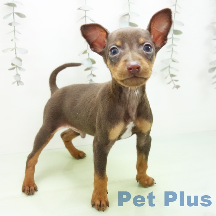 埼玉県のミニチュアピンシャー (ペットプラス ららぽーと新三郷店/2025年10月3日生まれ/男の子/チョコレートタン)の子犬の1枚目の画像