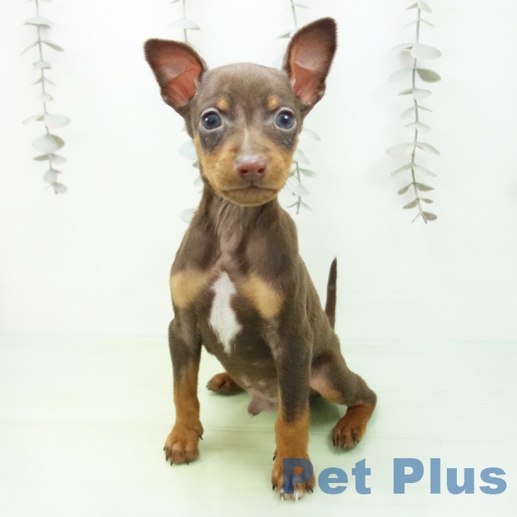 埼玉県のミニチュアピンシャー (ペットプラス ららぽーと新三郷店/2025年10月3日生まれ/男の子/チョコレートタン)の子犬の2枚目の画像