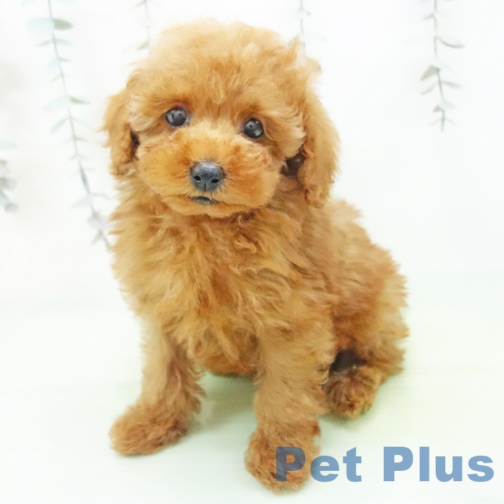 愛知県のトイプードル(トイ) (ペットプラス イオンモール豊川店/2025年9月30日生まれ/男の子/レッド)の子犬の2枚目の画像