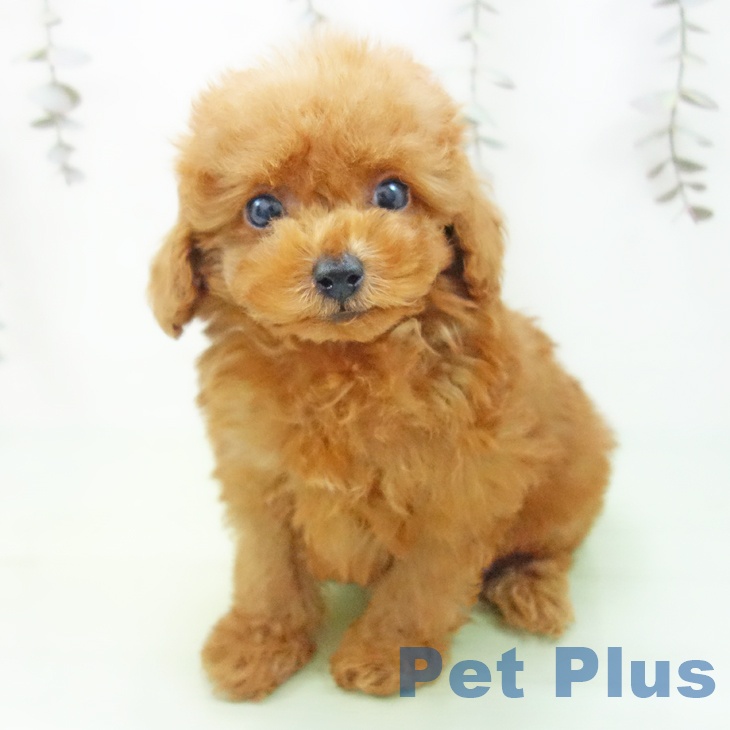 岐阜県のトイプードル(トイ) (ペットプラス 各務原店/2025年9月30日生まれ/男の子/レッド)の子犬の2枚目の画像