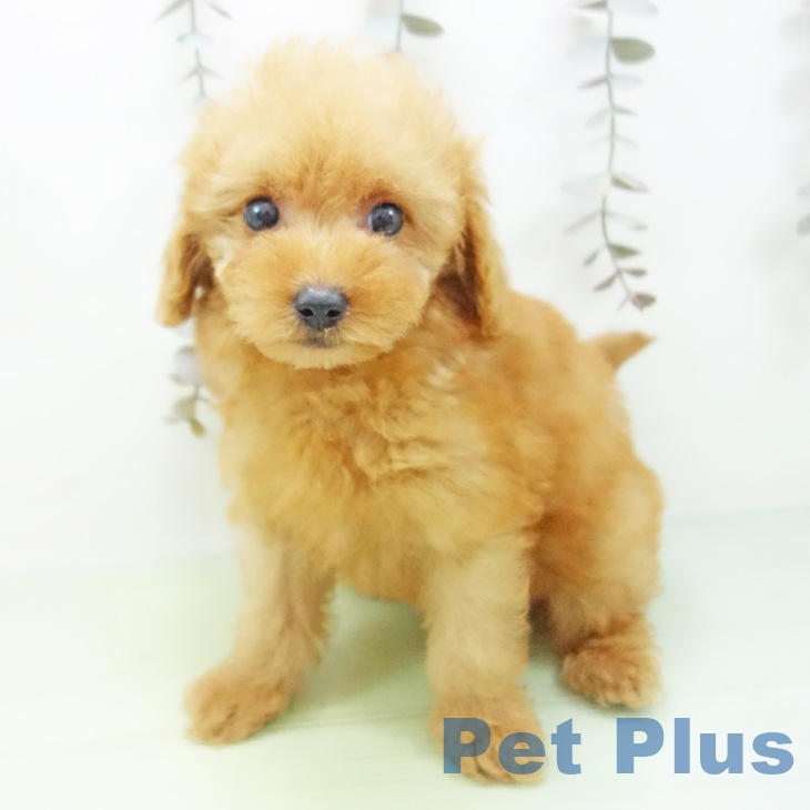 トイ・プードル