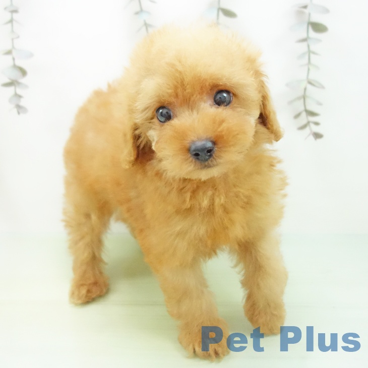 トイ・プードル