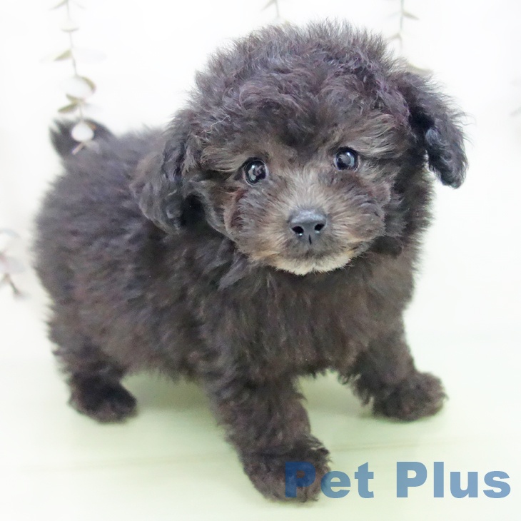 トイ・プードル