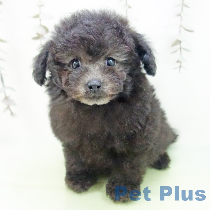 トイ・プードル