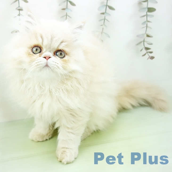 福岡県のペルシャ (ペットプラス 八幡東店/2025年9月16日生まれ/男の子/クリーム)の子猫の1枚目の画像