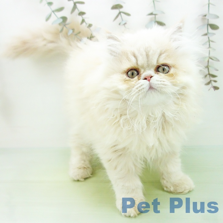 福岡県のペルシャ (ペットプラス 八幡東店/2025年9月16日生まれ/男の子/クリーム)の子猫の2枚目の画像