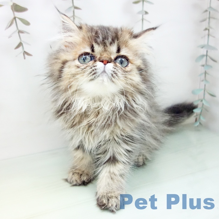 熊本県のエキゾチック (ペットプラス 熊本店/2025年9月20日生まれ/女の子/ブラウンタビー)の子猫の1枚目の画像