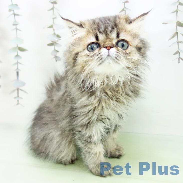 熊本県のエキゾチック (ペットプラス 熊本店/2025年9月20日生まれ/女の子/ブラウンタビー)の子猫の2枚目の画像