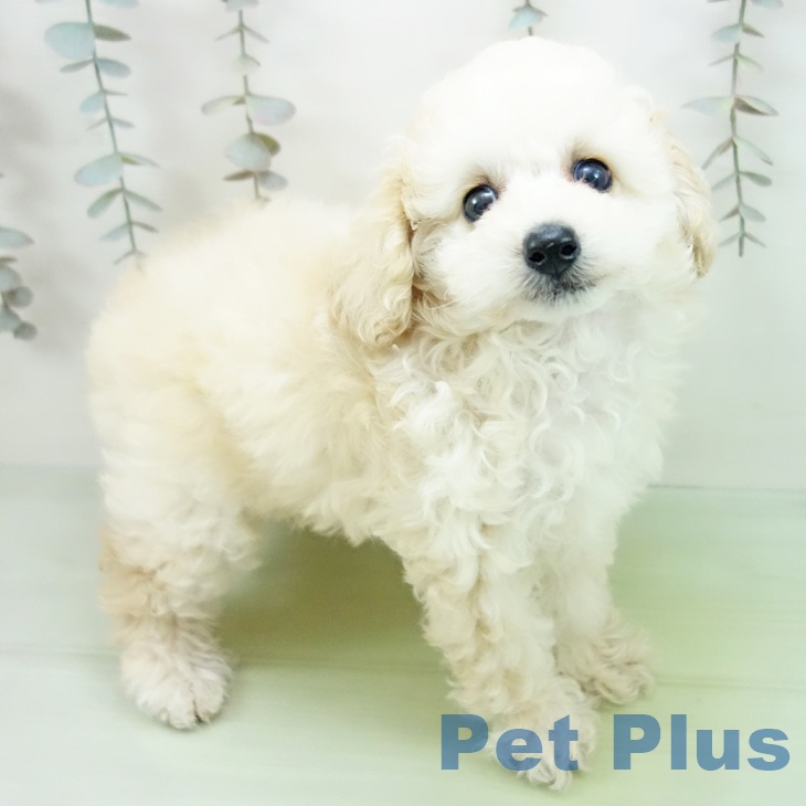 富山県のトイプードル(トイ) (ペットプラス 高岡店/2025年10月5日生まれ/女の子/クリーム)の子犬の2枚目の画像