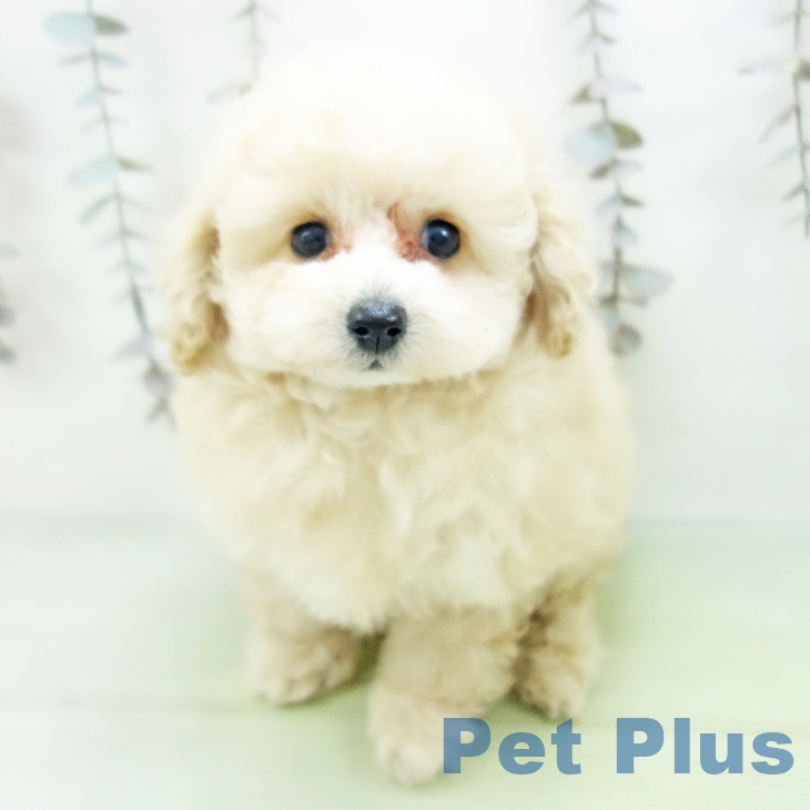 トイ・プードル