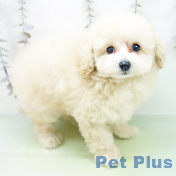 トイ・プードル