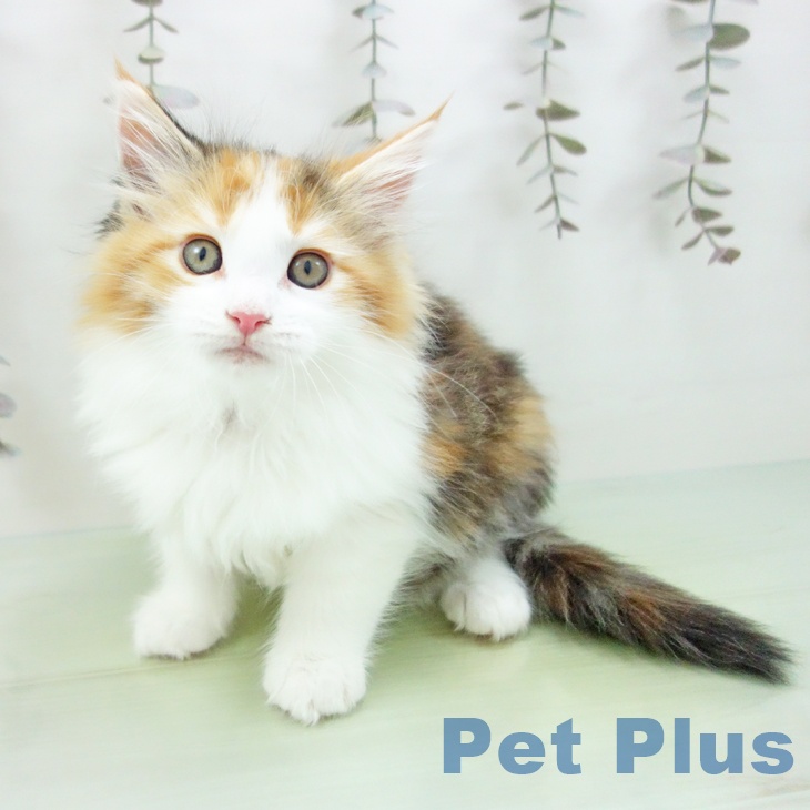 愛知県のメインクーン (ペットプラス 則武新町店/2025年10月5日生まれ/女の子/ブラウンパッチドタビーホワイト)の子猫の1枚目の画像