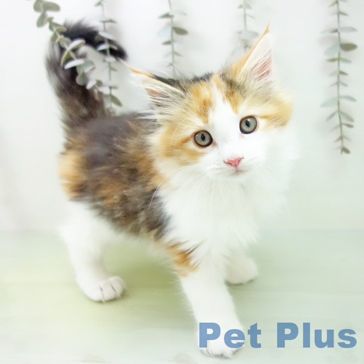 愛知県のメインクーン (ペットプラス 則武新町店/2025年10月5日生まれ/女の子/ブラウンパッチドタビーホワイト)の子猫の2枚目の画像