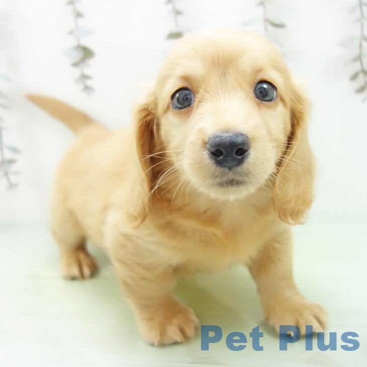 ミニチュア・ダックスフンド