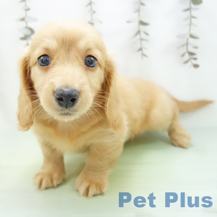 ミニチュア・ダックスフンド