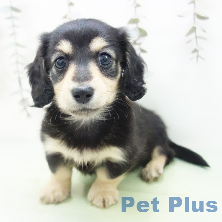 ミニチュア・ダックスフンド