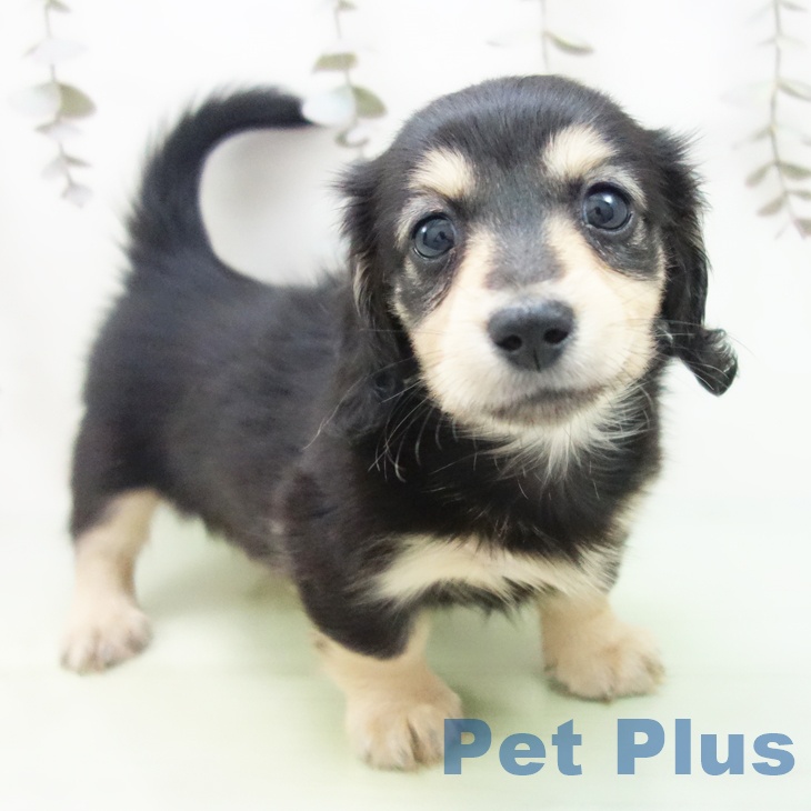 ミニチュア・ダックスフンド