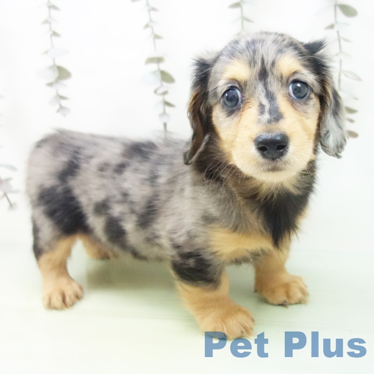 ミニチュア・ダックスフンド