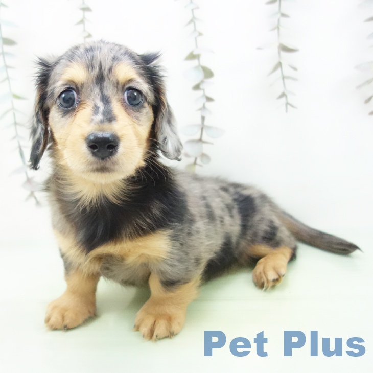 ミニチュア・ダックスフンド