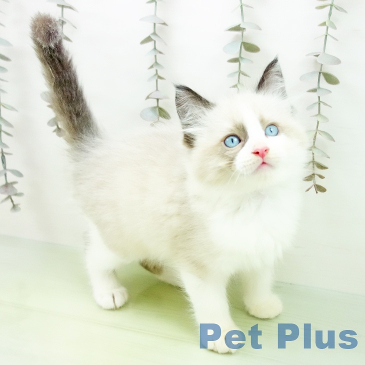 福岡県のラグドール (ペットプラス 小倉南店/2025年10月1日生まれ/男の子/シールポイントバイカラー)の子猫の1枚目の画像