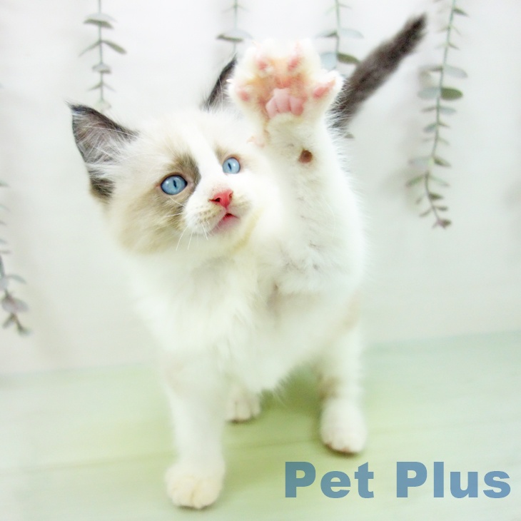 福岡県のラグドール (ペットプラス 小倉南店/2025年10月1日生まれ/男の子/シールポイントバイカラー)の子猫の2枚目の画像