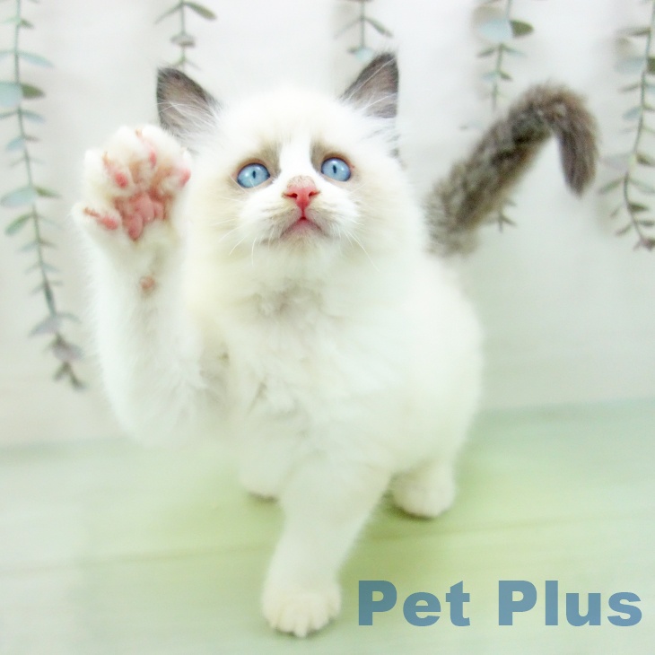 愛知県のラグドール (ペットプラス イオンモール豊川店/2025年10月1日生まれ/女の子/シールポイントバイカラー)の子猫の2枚目の画像