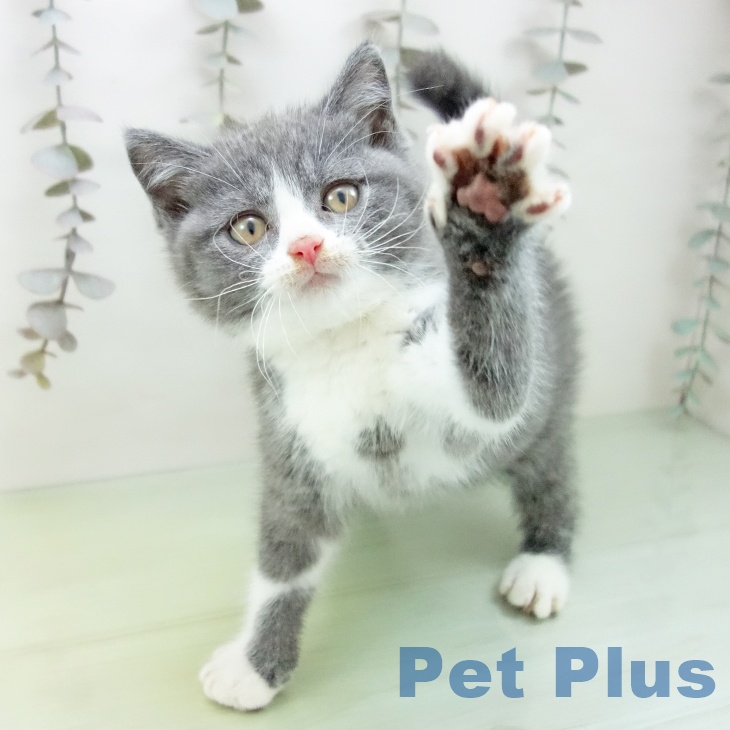 ブリティッシュショートヘア