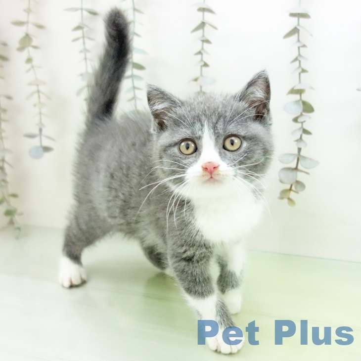 ブリティッシュショートヘア