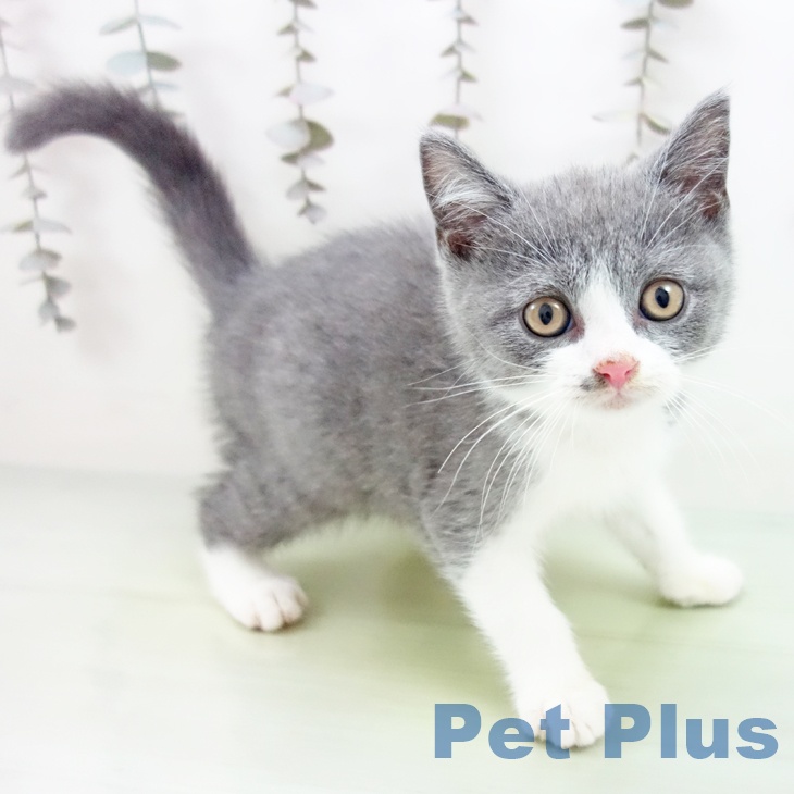 福岡県のブリティッシュショートヘアー (ペットプラス 春日店/2025年9月26日生まれ/男の子/ブルーホワイト)の子猫の1枚目の画像