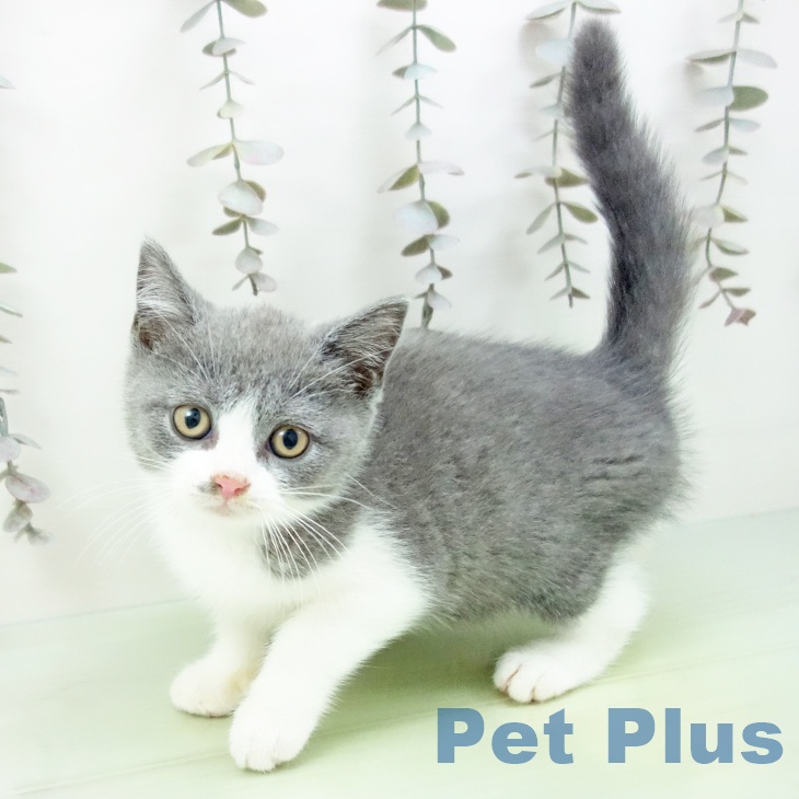 福岡県のブリティッシュショートヘアー (ペットプラス 春日店/2025年9月26日生まれ/男の子/ブルーホワイト)の子猫の2枚目の画像