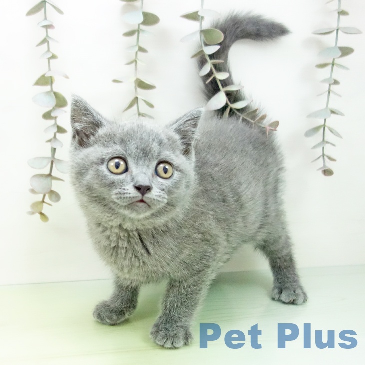 ブリティッシュショートヘア