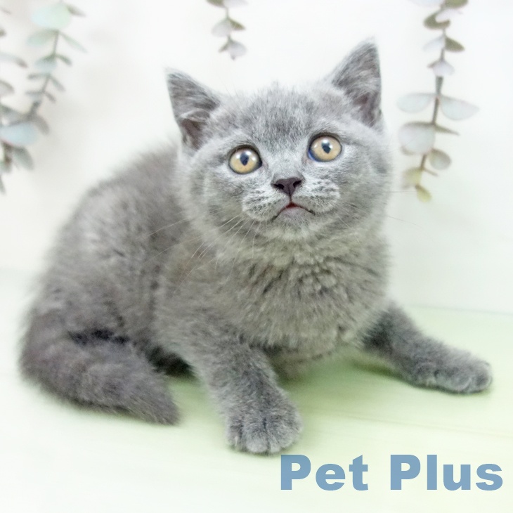 ブリティッシュショートヘア