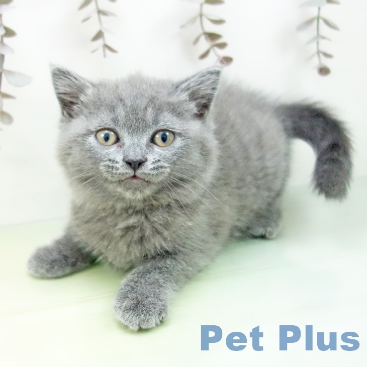 福岡県のブリティッシュショートヘアー (ペットプラス 八幡東店/2025年10月1日生まれ/男の子/ブルー)の子猫の1枚目の画像