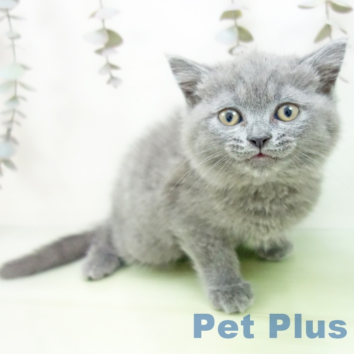 福岡県のブリティッシュショートヘアー (ペットプラス 八幡東店/2025年10月1日生まれ/男の子/ブルー)の子猫の2枚目の画像