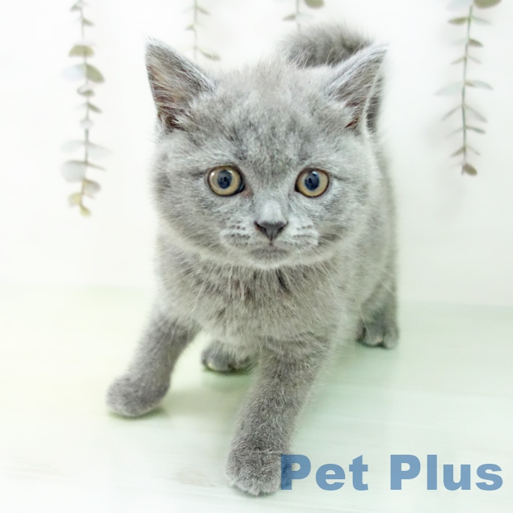 ブリティッシュショートヘア