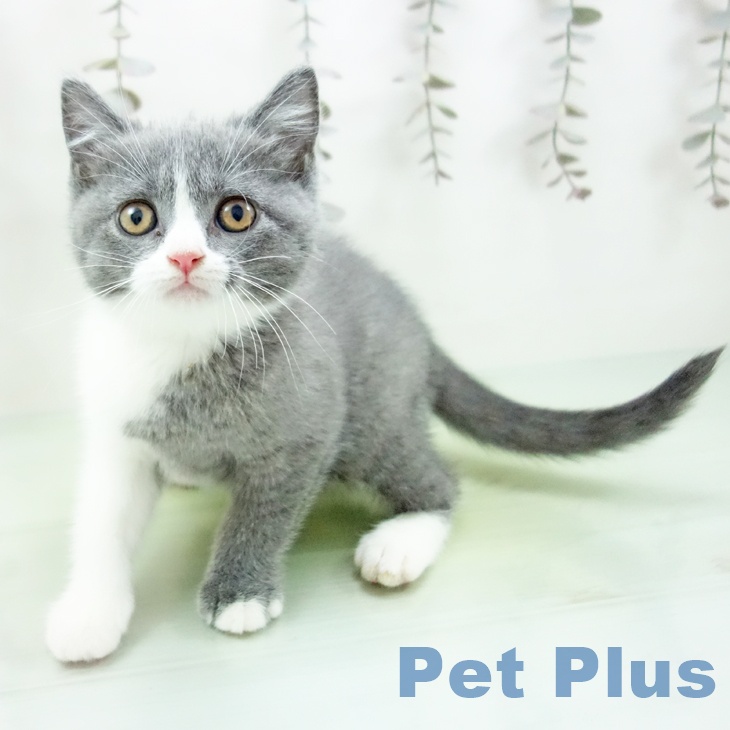 ブリティッシュショートヘア