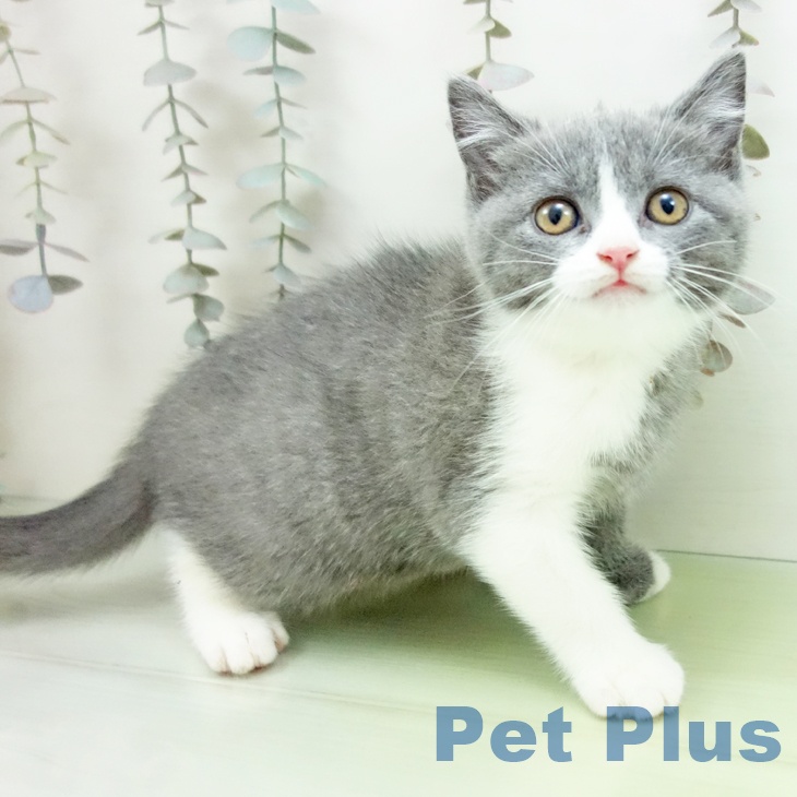 ブリティッシュショートヘア