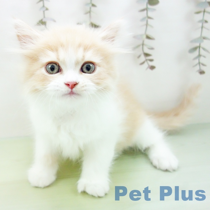 スコティッシュフォールド