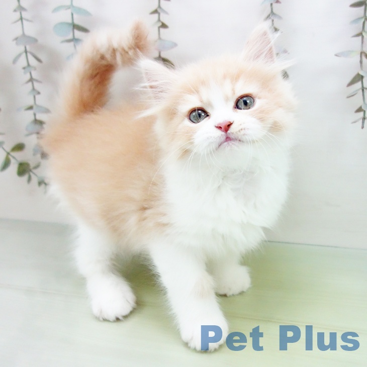 スコティッシュフォールド