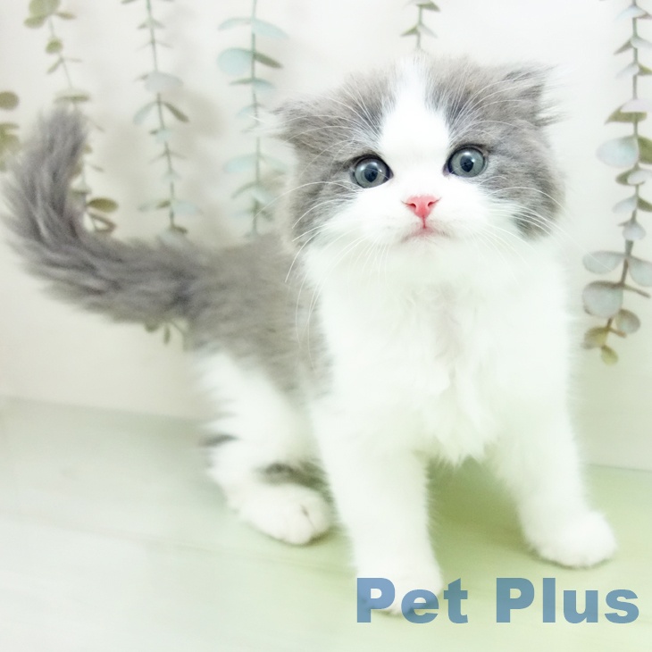 スコティッシュフォールド