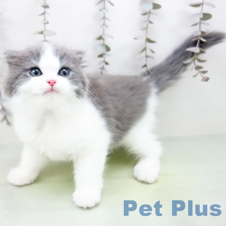 スコティッシュフォールド