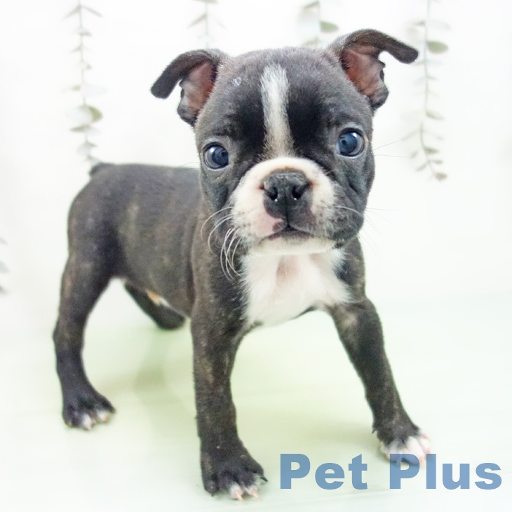 岐阜県のボストンテリア (ペットプラス 各務原店/2025年10月3日生まれ/男の子/ボストンカラー)の子犬の1枚目の画像