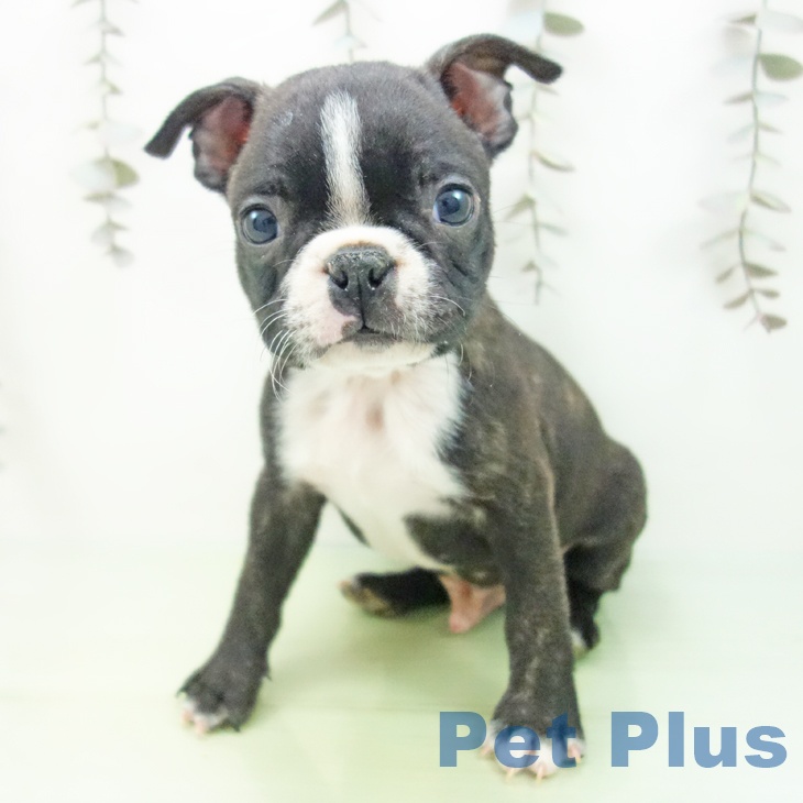岐阜県のボストンテリア (ペットプラス 各務原店/2025年10月3日生まれ/男の子/ボストンカラー)の子犬の2枚目の画像