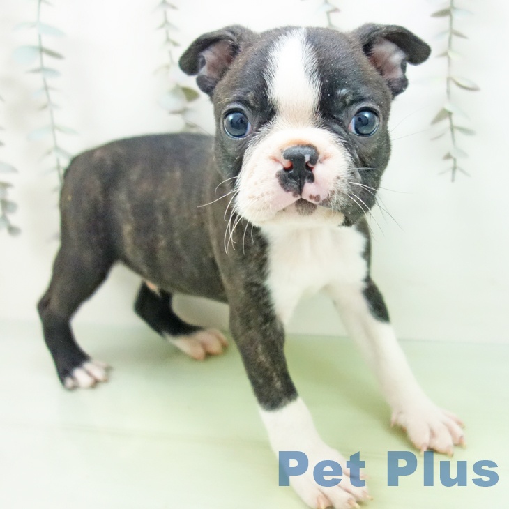 ボストン・テリア