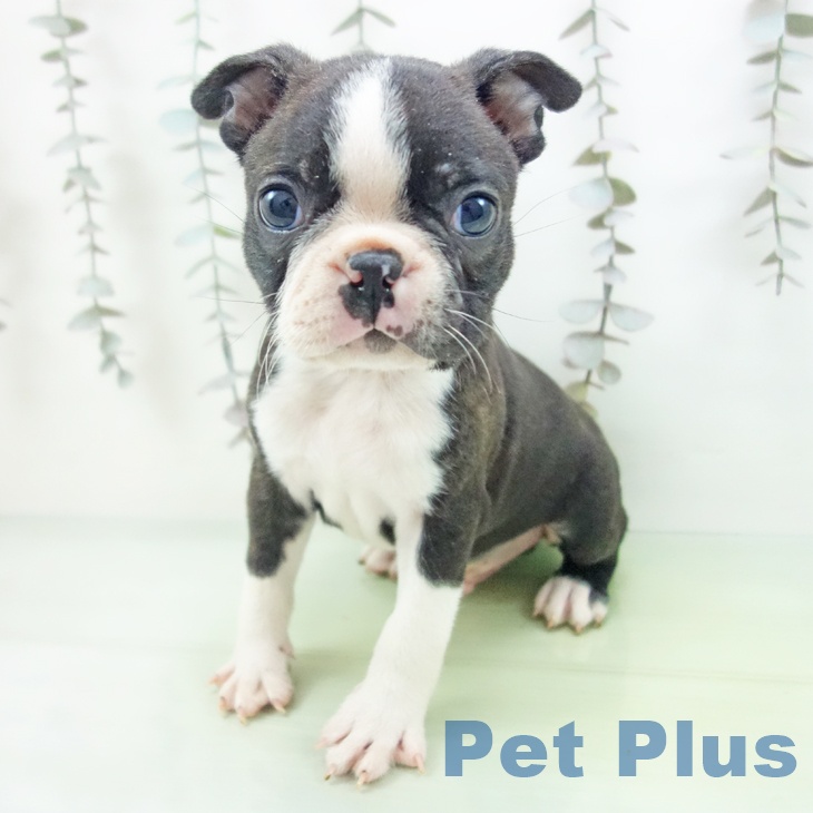 ボストン・テリア