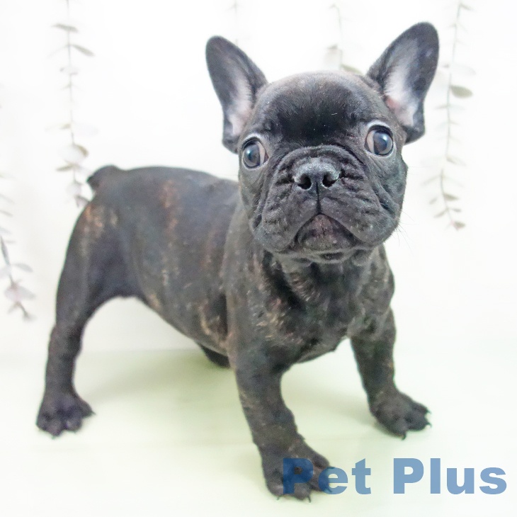 フレンチ・ブルドッグ