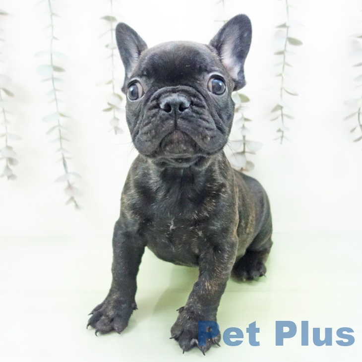 フレンチ・ブルドッグの写真2